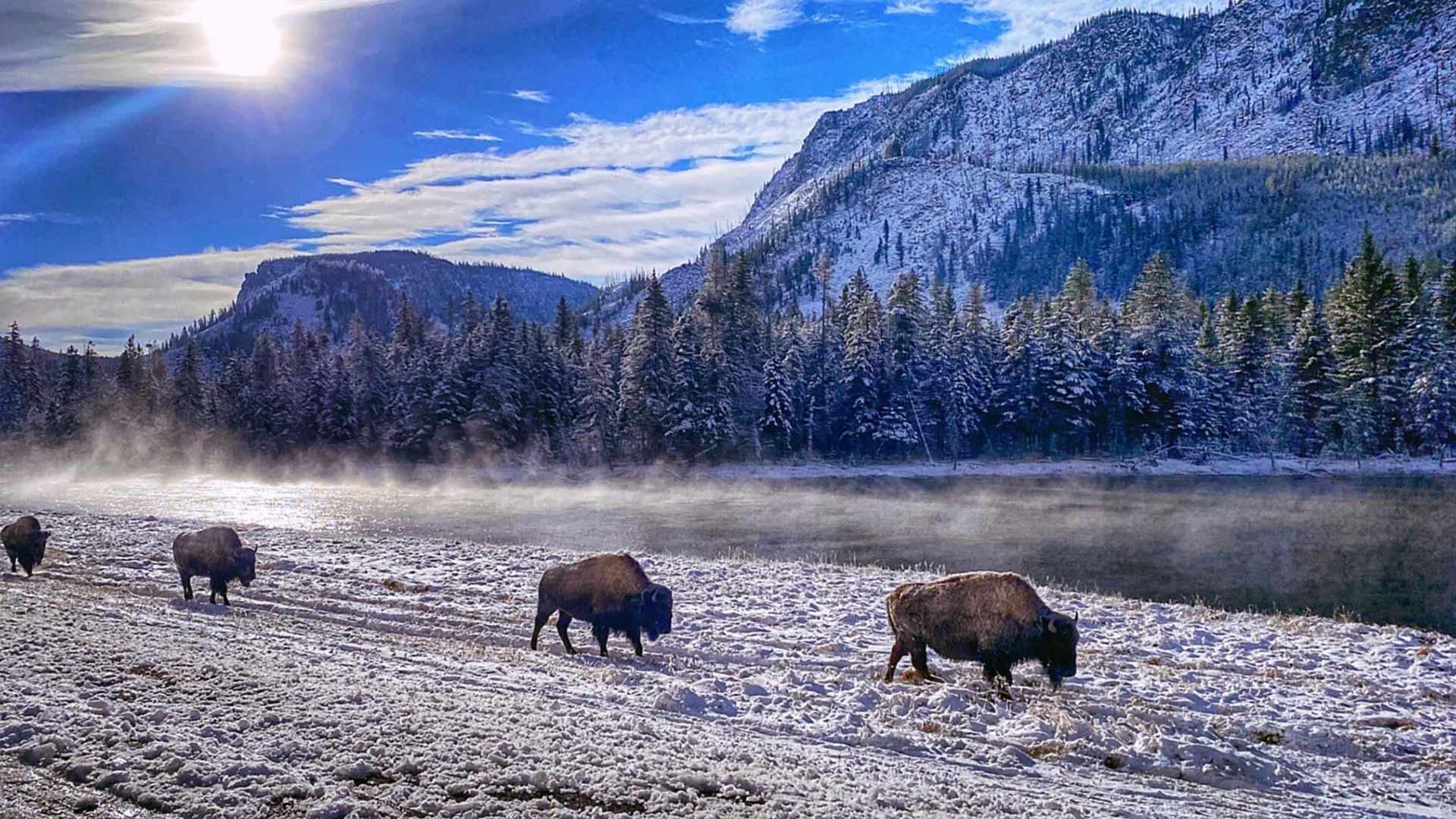 Yellowstone National Park Nearby